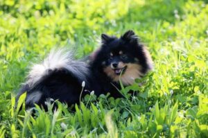 Красивая собака померанский шпиц