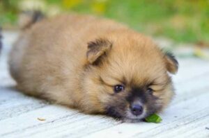 Красивый щенок шпица-померанца