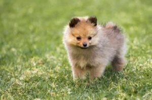 Щеночек померанского шпица