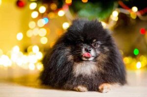 Красивый окрас у померанского шпица