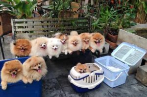 Померанские шпицы