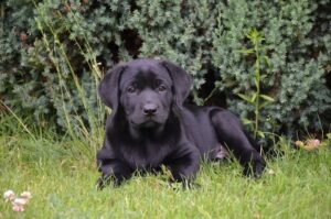 Щенок ка де бестиар: фото Фото щенка ка де бестиар