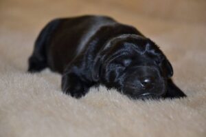 Спящий щенок майоркской овчарки Щенок майоркской овчарки мило спит