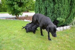 Майорская овчарка кормит щенков Майорская овчарка (Ка Де Бестиар) кормит щенков