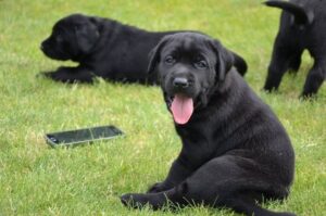 Щенок майоркской овчарки фото Щенки майоркской овчарки фото