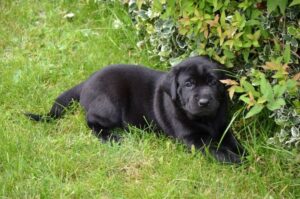 Щенок майоркской овчарки спрятался под кустом Щенок майоркской овчарки