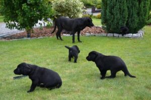 Щенки майорской овчарки с мамой Майоркская овчарка со щенками