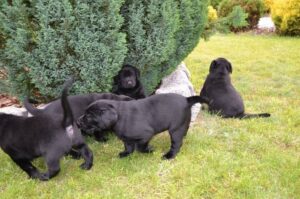 Щенки майоркской овчарки Щенки майоркской овчарки (Ка Де Бестиар)