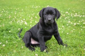 Щенок майоркской овчарки Милый щенок майоркской овчарки