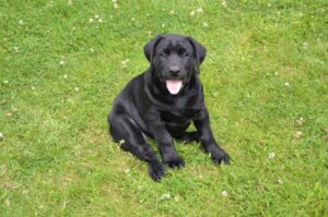 Щенок ка де бестиар Ка де бестиар щенок