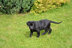 Щенок майоркской овчарки гуляет по траве Щенок майоркской овчарки