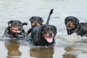 Ротвейлеры купаются Ротвейлеры резвятся в воде