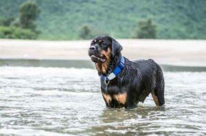 Ротвейлер купается Ротвейлер мокрый, стоит в воде