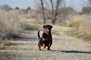 Собака ротвейлер Собака породы ротвейлер