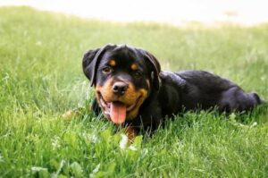 Щенок ротвейлера лежит на траве Щенок ротвейлера на траве