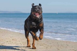 Ротвейлер на берегу моря Ротвейлер бежит по побережью