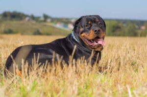 Ротвейлер лежит в поле Ротвейлер фото в поле