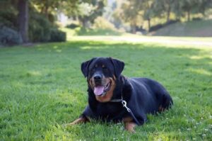 Ротвейлер лежит на траве Собака породы ротвейлер лежит на траве