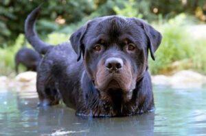Щенок ротвейлера стоит в воде Щенок ротвелера