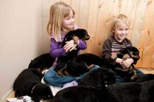 Дети со щенками ротвейлера Дети играют со щенками ротвейлера