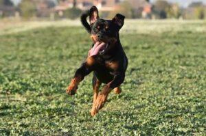 Ротвейлер играет на траве Молодой ротвейлер играет на траве