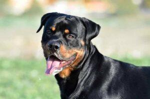 Ротвейлер крупным планом Фото ротвейлера крупным планом