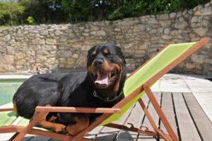 Содержание ротвейлера Содержание породы ротвейлер