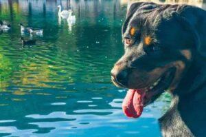 Ротвейлер: фото на озере Фото ротвейлера на озере