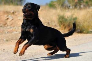 Игривый ротвейлер Ротвейлер играет