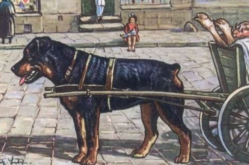 Ротвейлер: собака мясника 