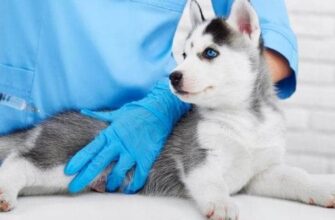 Какие прививки нужно делать щенку и в каком возрасте