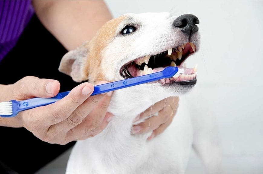 Чем можно почистить зубы собаке 