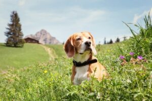 Красивый пёс бигль Красивая собака бигль