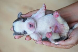 Маленький щеночек бигля Щеночек бигля