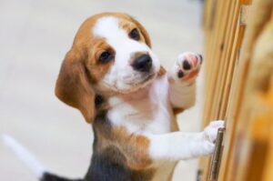 Щенок бигля в вольере Щенок бигля