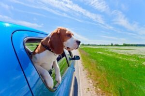 Бигль едет в машине Бигль в машине