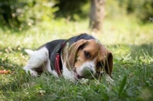Бигль лежит на траве Собака бигль на траве