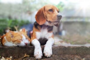 Собака бигль с котом Бигль с котом