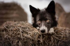 Бордели колли: собака с умным взглядом