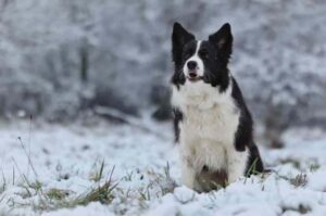 Бордер колли: фото зимой