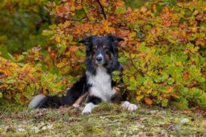 Самая умная собака бордер колли