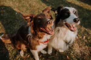 Два бордер колли