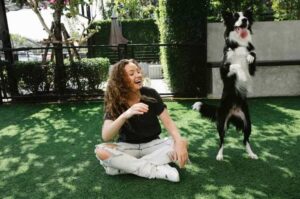 Игривый бордер колли