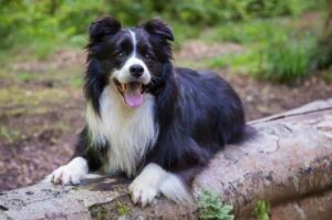 Длинношерстный бордер колли