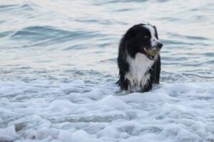 Собака бордер колли купается в море