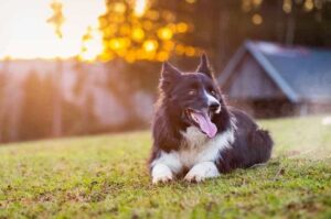 Бордер колли на траве