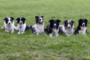 Фото собак бордер колли