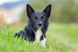 Гладкошерстный бордер-колли