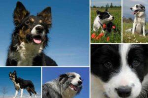 Фотоколлаж бордер колли