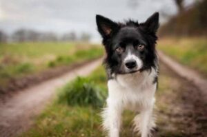 Маленький бордер